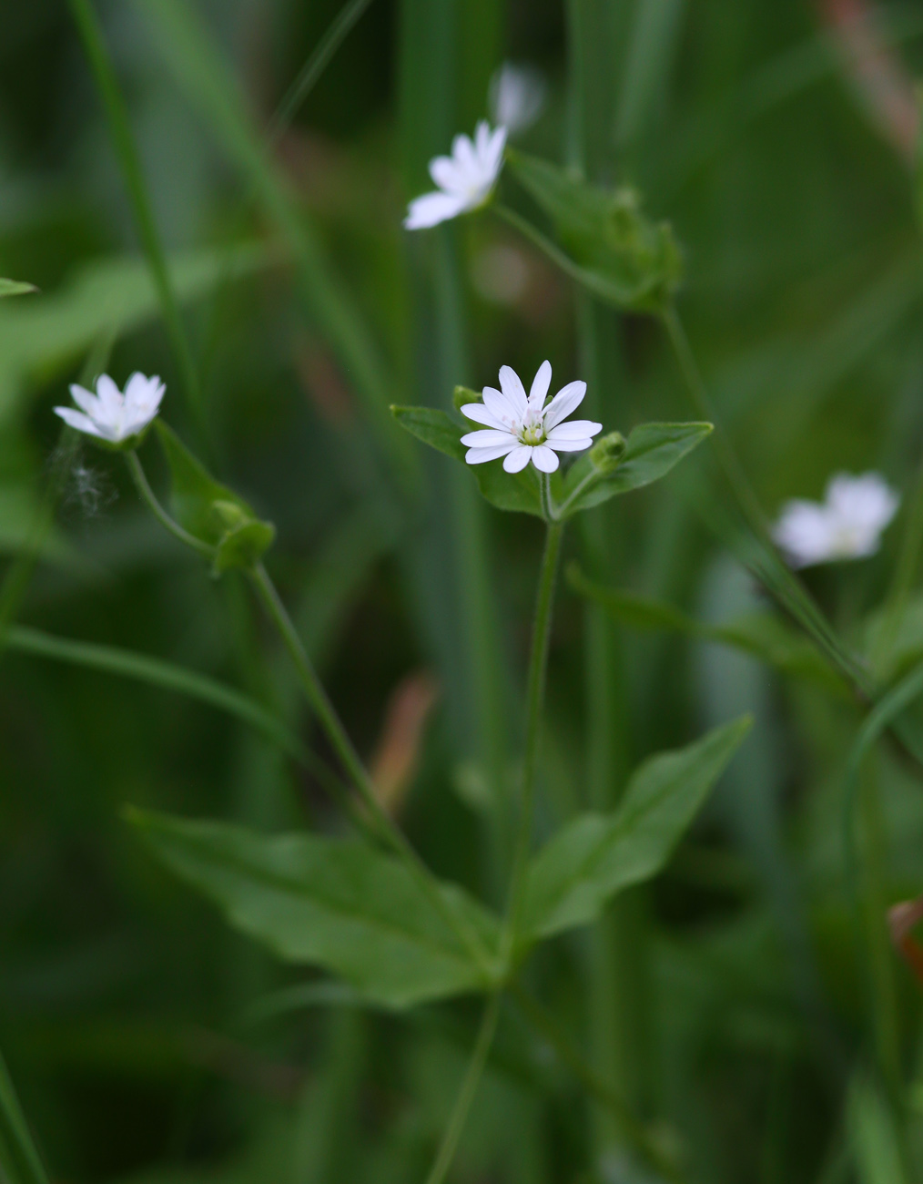 Image of Stellaria bungeana specimen.