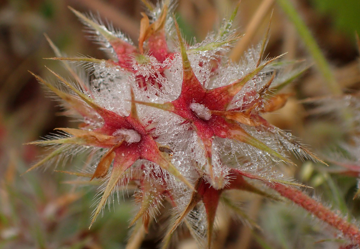 Image of Trifolium stellatum specimen.