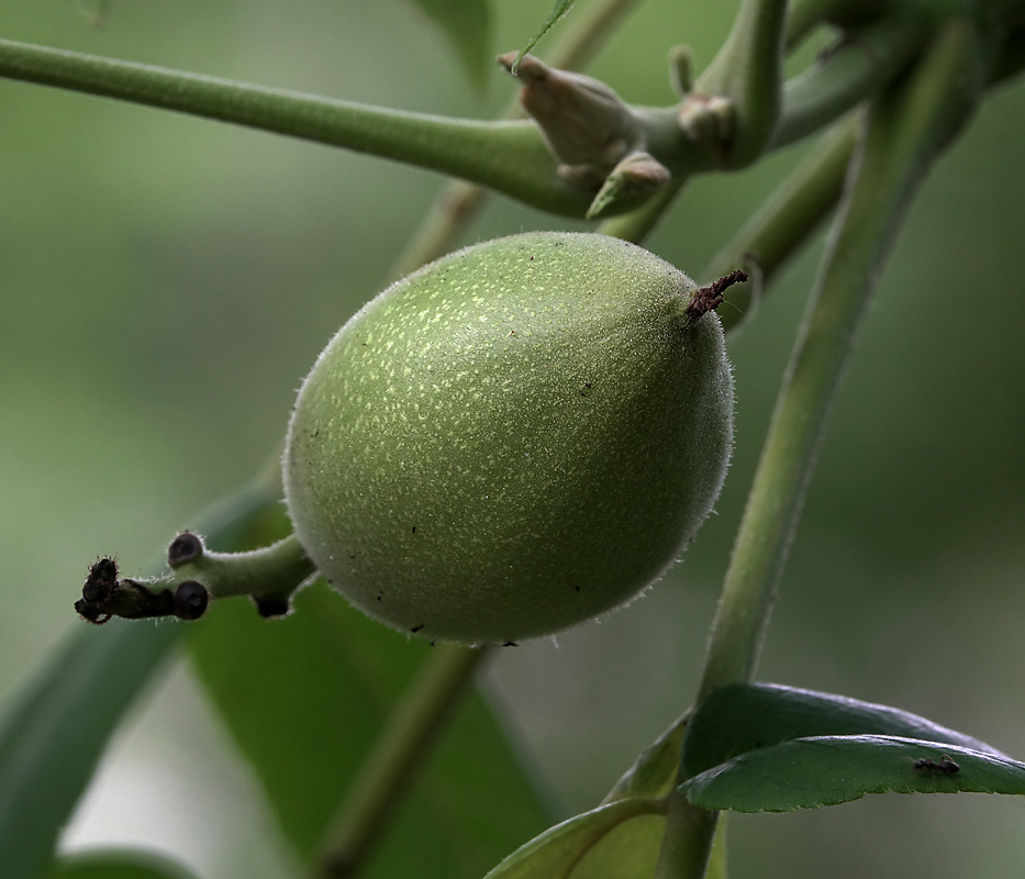 Изображение особи Juglans mandshurica.