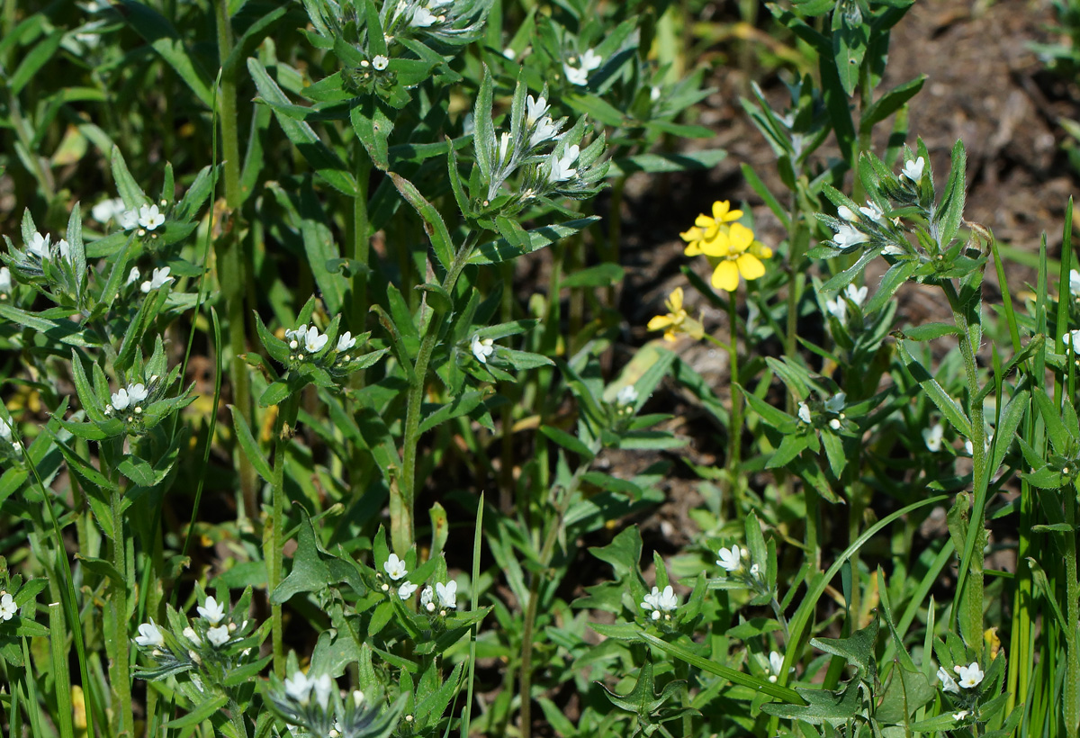 Image of Buglossoides arvensis specimen.