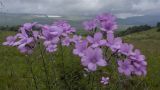 Linum hypericifolium