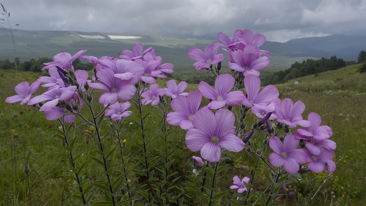 Image of Linum hypericifolium specimen.