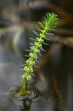 Myriophyllum verticillatum. Цветущее растение. Приморский край, Кавалеровский р-н, на правом берегу р. Зеркальная вблизи устья, небольшое озеро. 10.08.2018.