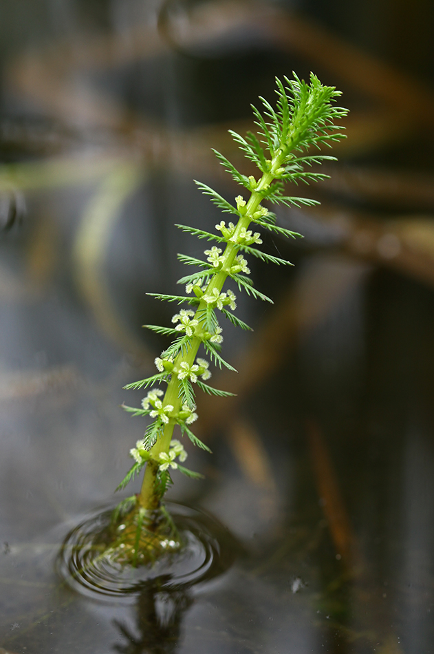 Image of Myriophyllum verticillatum specimen.