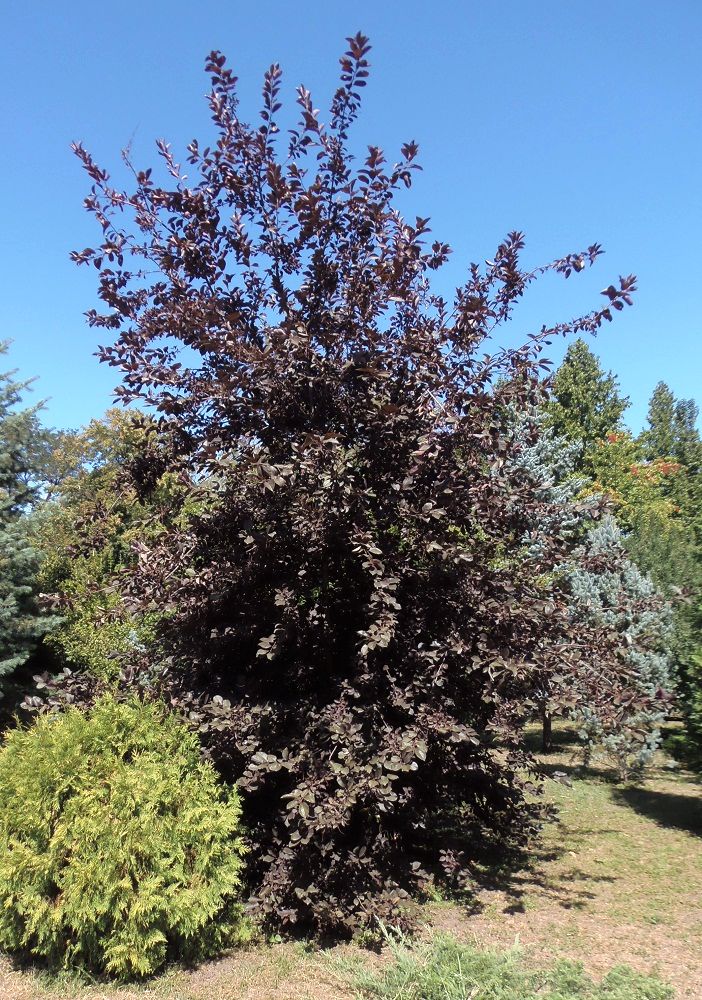 Image of Padus virginiana specimen.