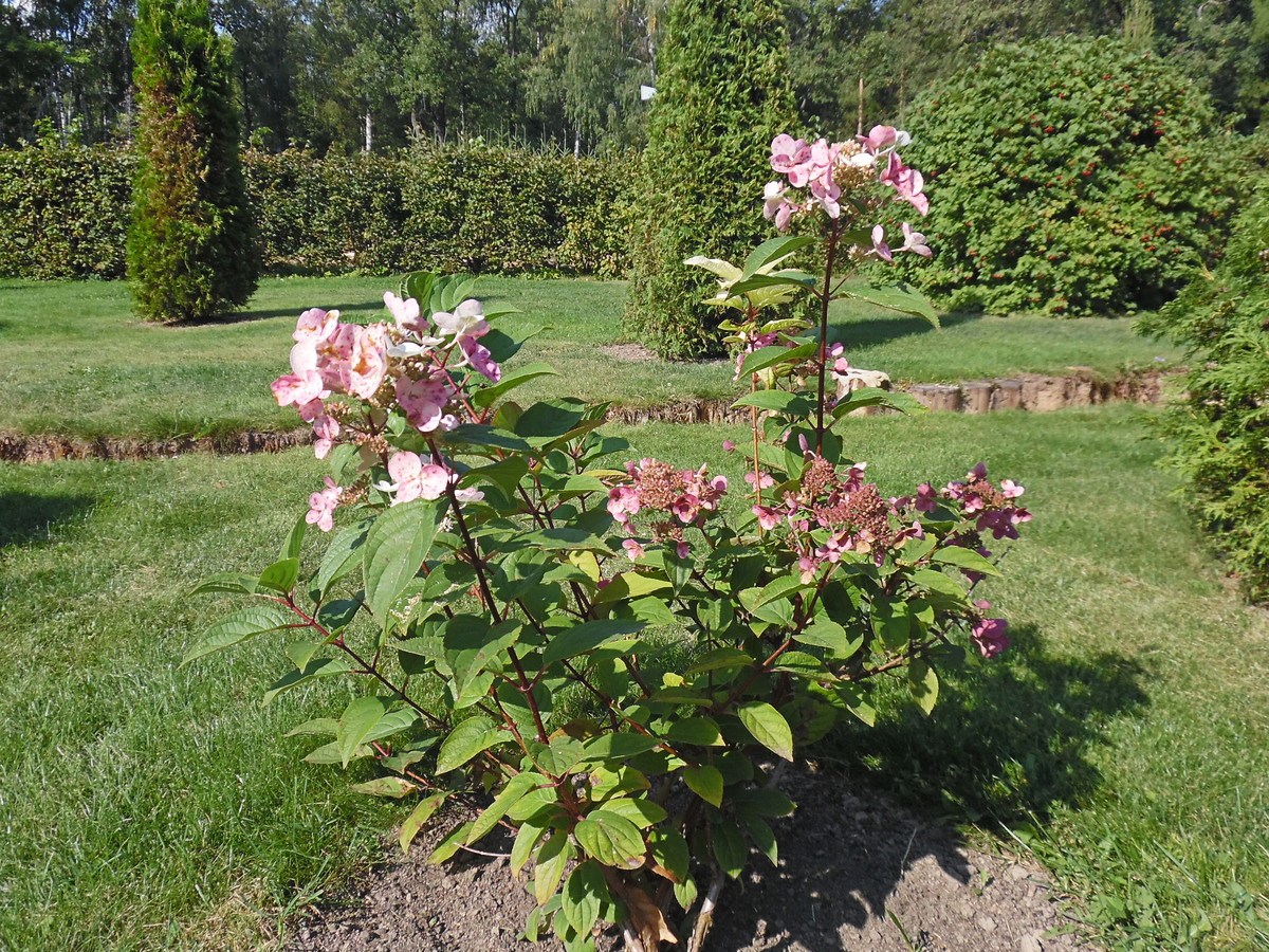 Изображение особи Hydrangea paniculata.