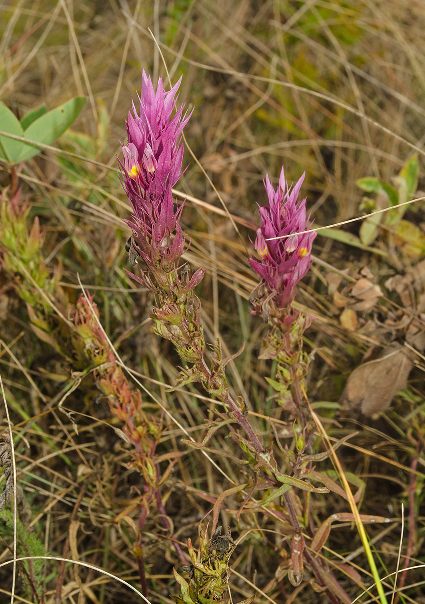 Image of Melampyrum arvense specimen.