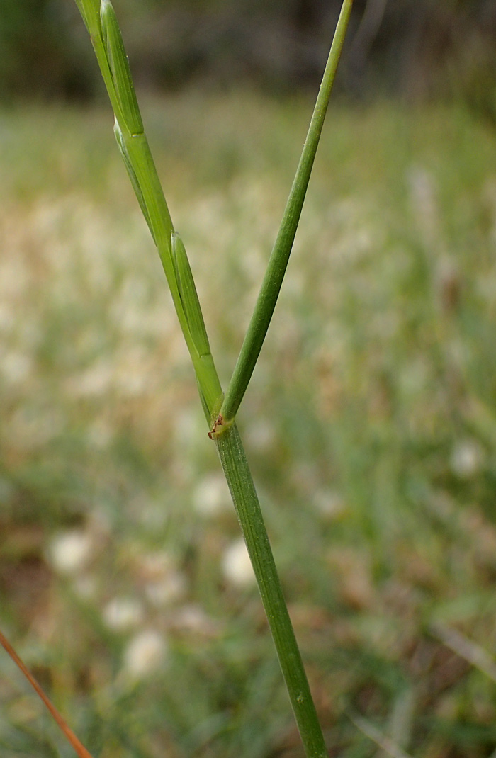 Изображение особи Lolium rigidum.