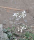 Silene saxatilis. Соцветия. Грузия, Казбегский муниципалитет, средняя часть долины руч. Чаухицхали, ≈ 2450 м н.у.м, луг. 01.08.2018.