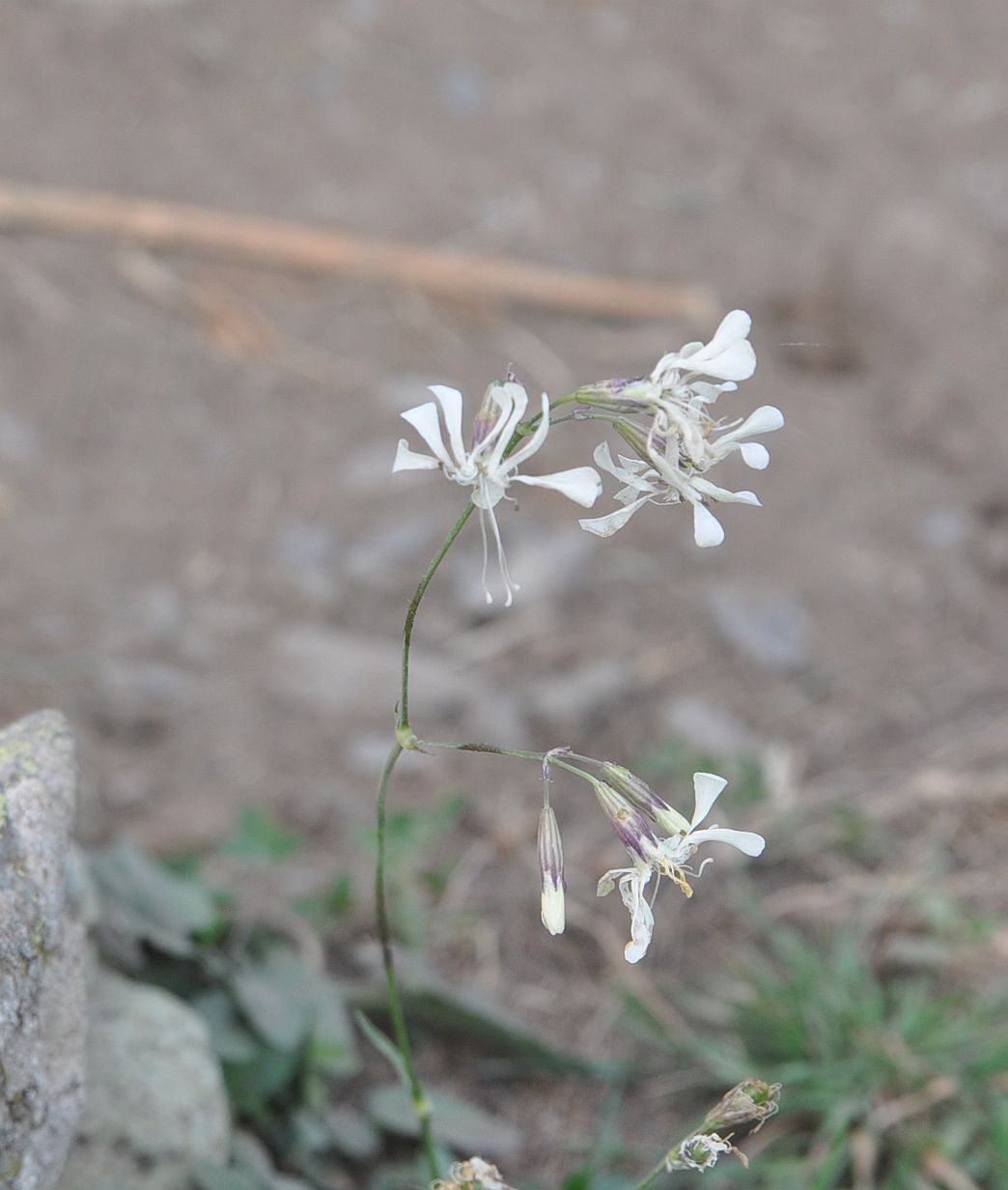 Изображение особи Silene saxatilis.