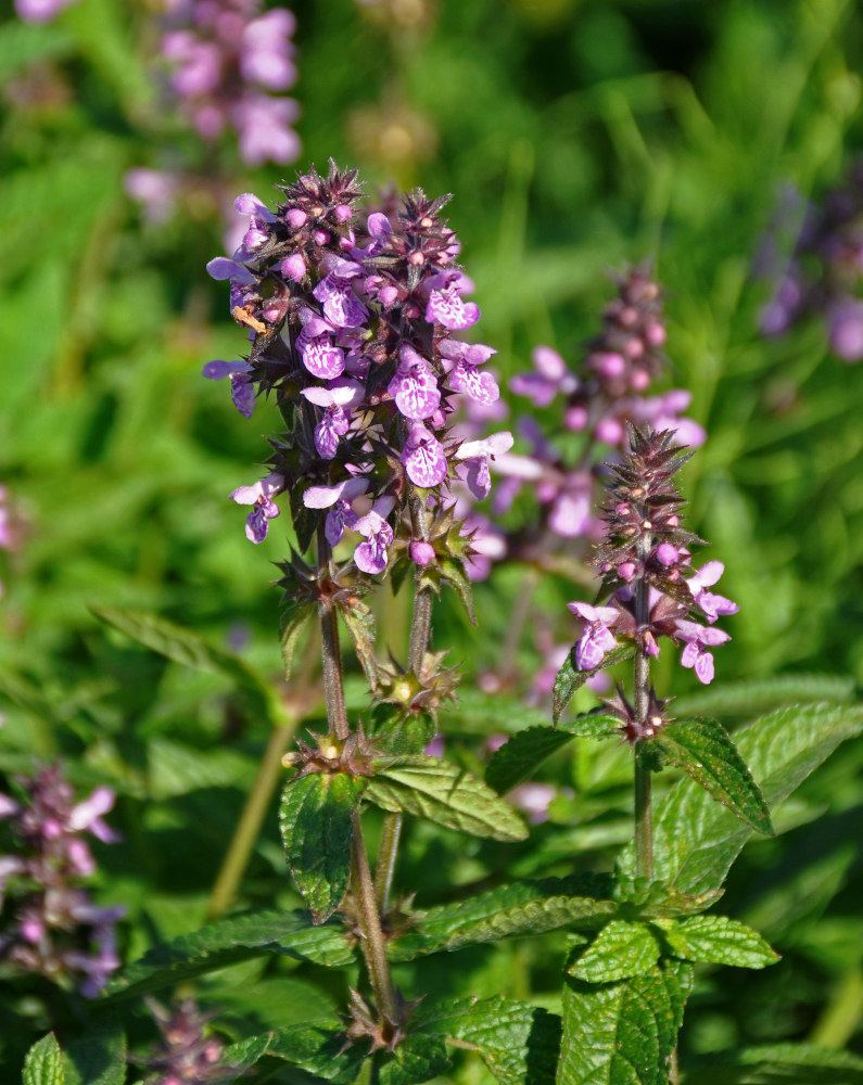 Image of Stachys palustris specimen.