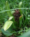 Hyacinthus orientalis