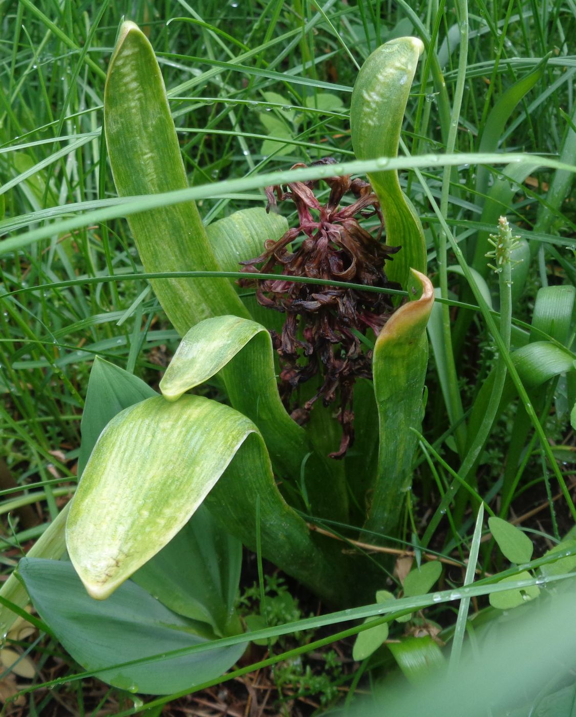 Image of Hyacinthus orientalis specimen.
