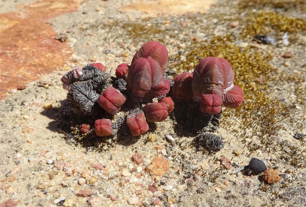 Image of Crassula pyramidalis specimen.