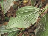 Cornus mas