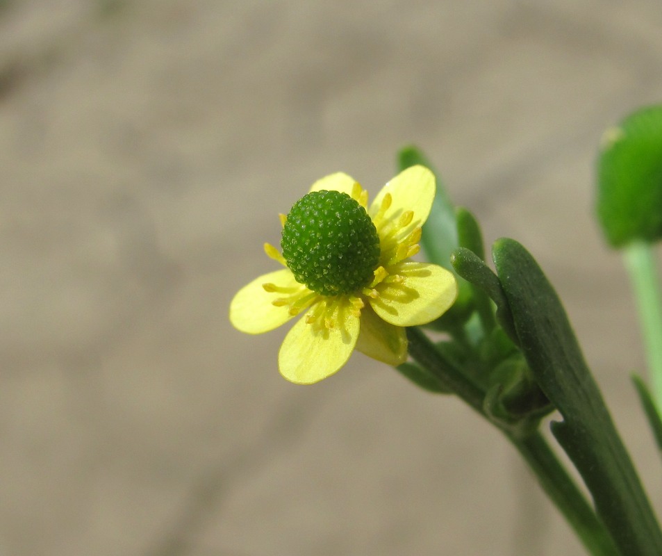 Image of Ranunculus sceleratus specimen.