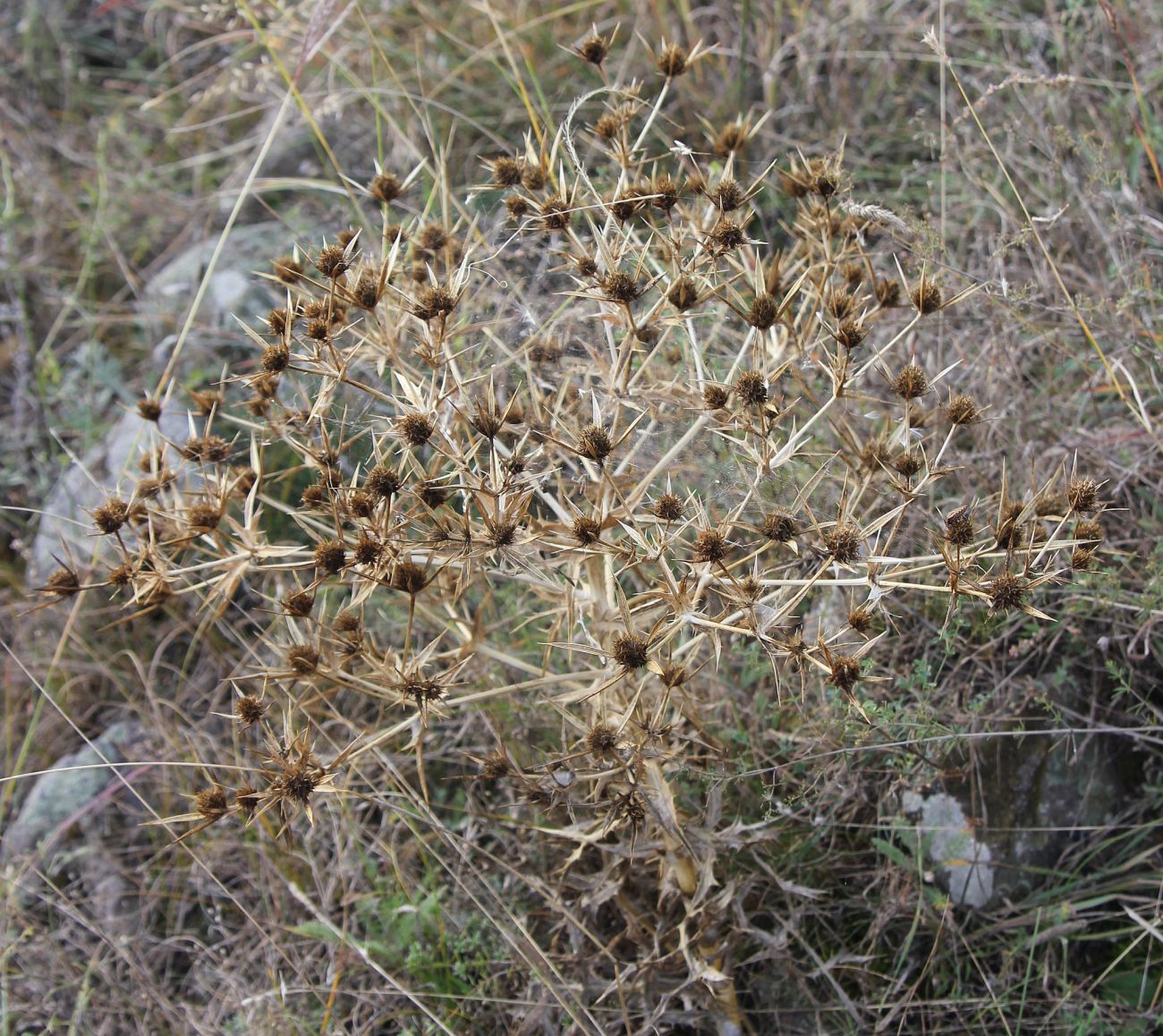 Изображение особи Eryngium campestre.