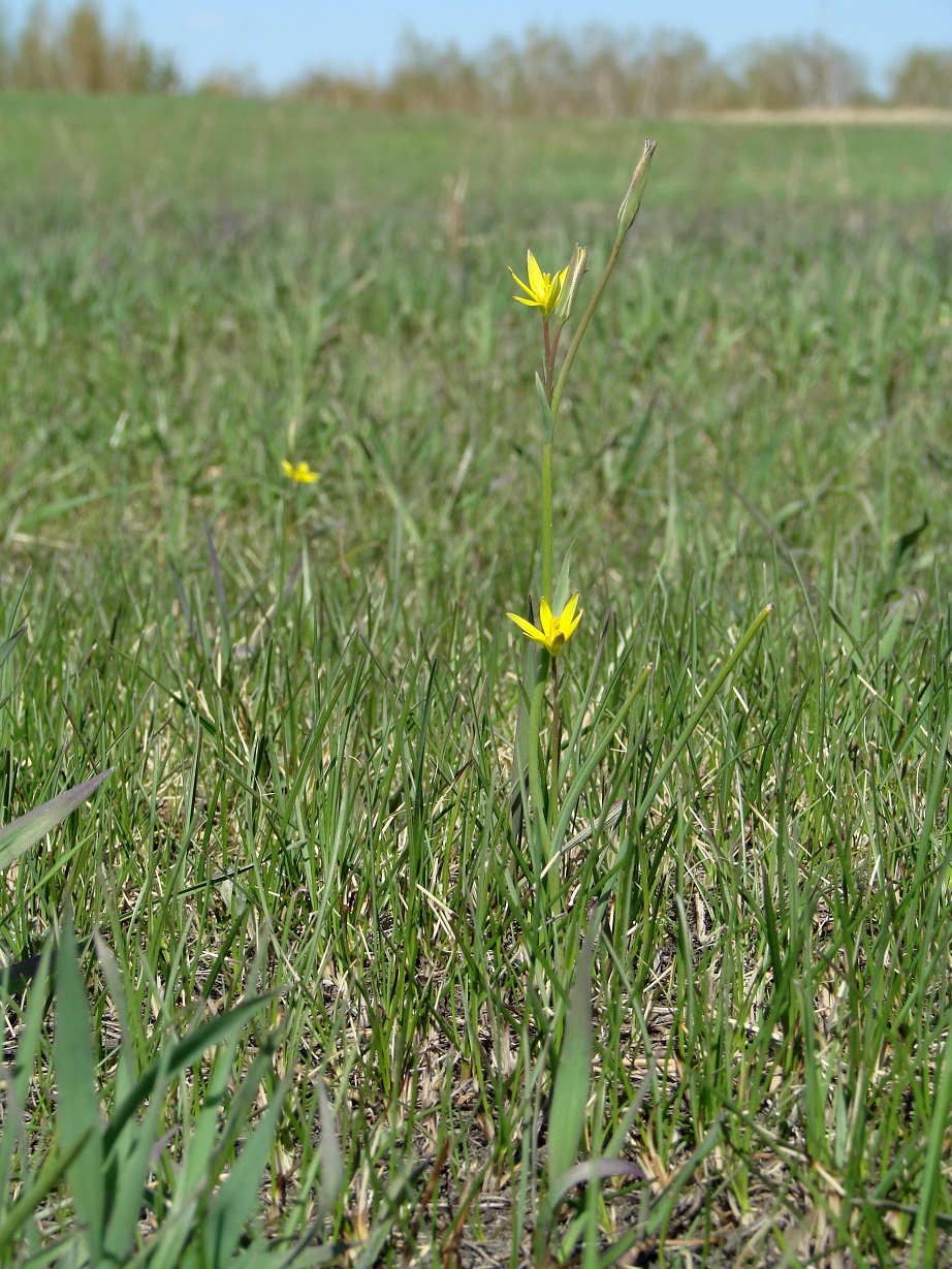 Изображение особи Gagea pauciflora.