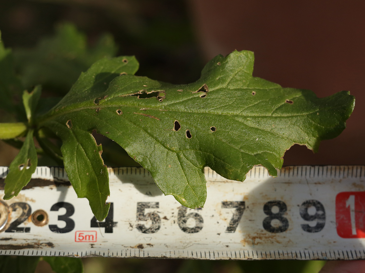 Image of genus Senecio specimen.