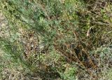 Artemisia marschalliana