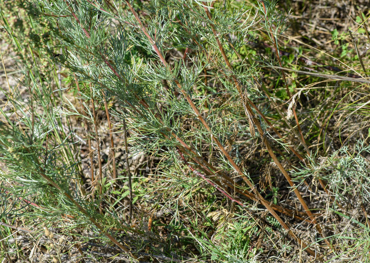 Изображение особи Artemisia marschalliana.