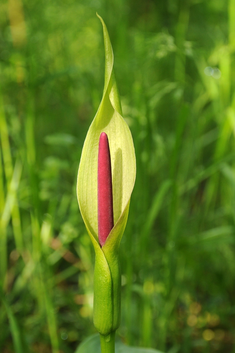 Изображение особи Arum korolkowii.