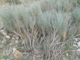 genus Ephedra