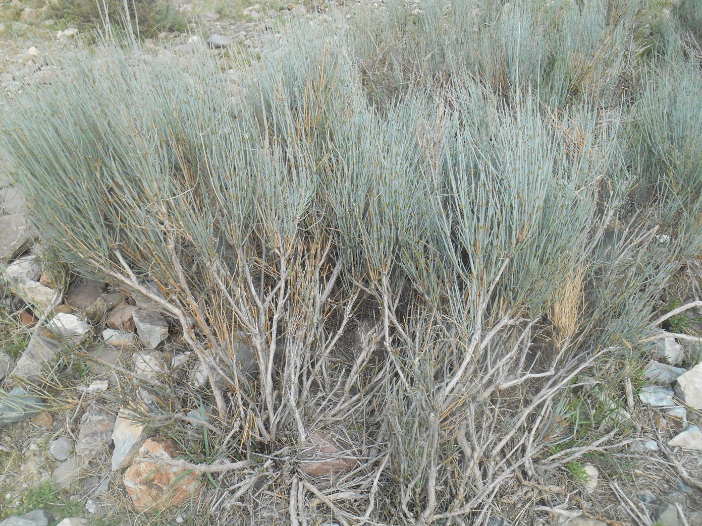 Image of genus Ephedra specimen.