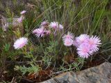 Lampranthus falcatus