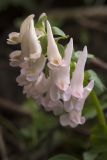 Corydalis solida. Соцветие (гипохромная форма). Костромская обл., Судиславский р-н, окр. дер. Антипино, долина р. Меза, опушка леса. 04.05.2018.