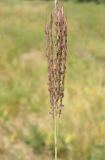 Bothriochloa ischaemum