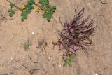 Malcolmia pulchella. Цветущие и плодоносящие растения; вверху - Medicago sp.. Израиль, Шарон, г. Герцлия, 1 км севернее пос. Ноф Ям, высокий берег Средиземного моря. 12.02.2019.