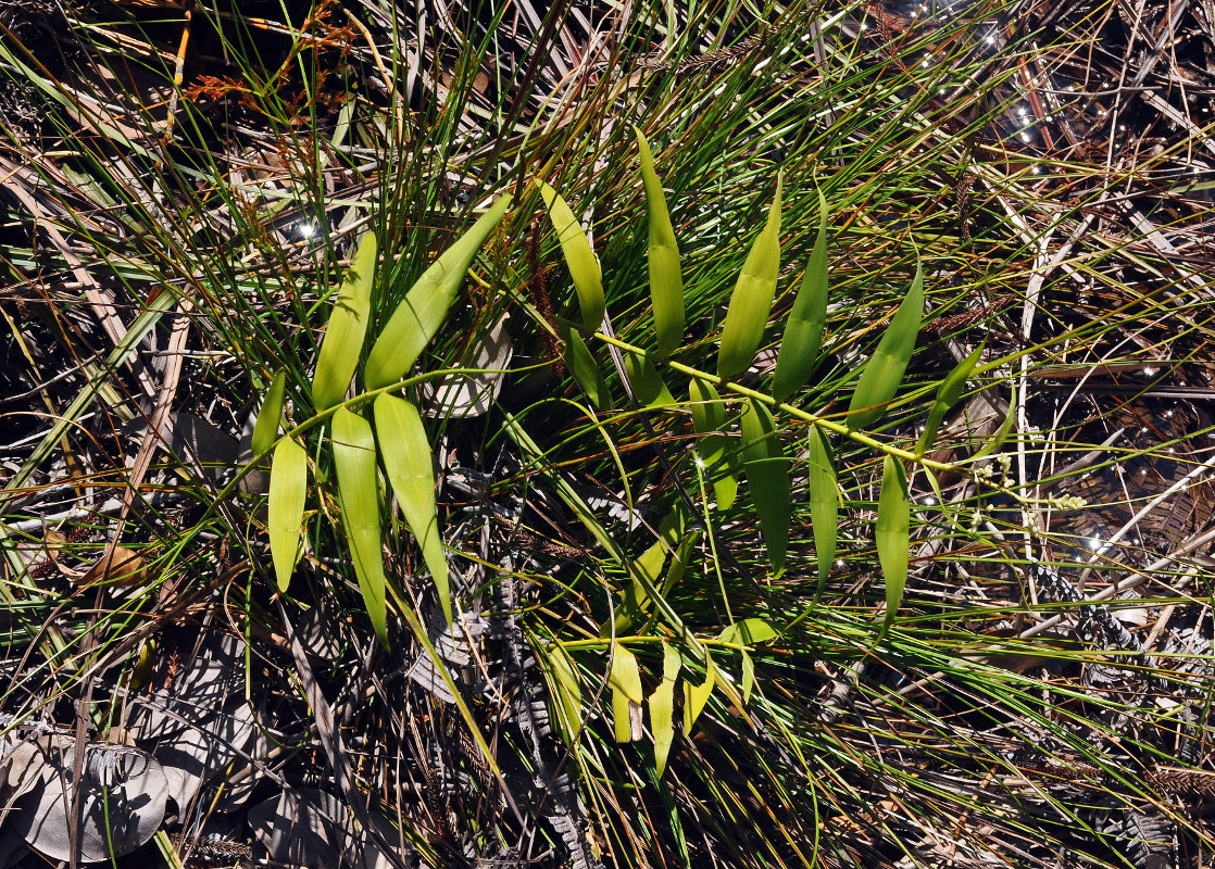 Image of Flagellaria indica specimen.