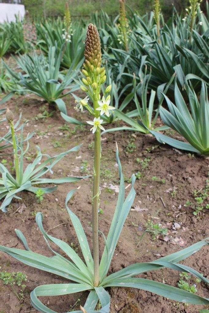 Image of Eremurus lactiflorus specimen.