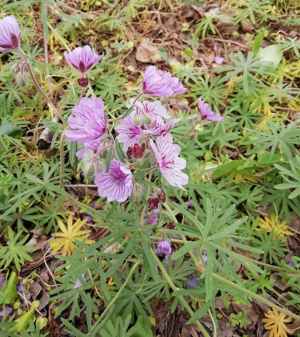 Image of Geranium linearilobum specimen.