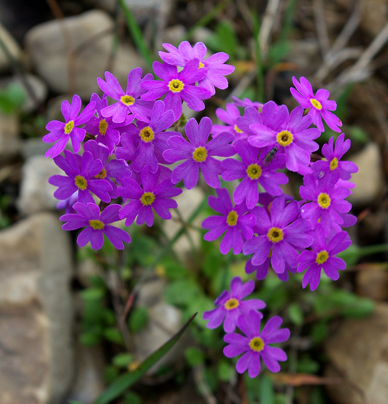Image of Primula serrata specimen.