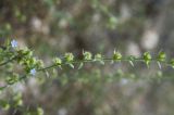 Lappula squarrosa