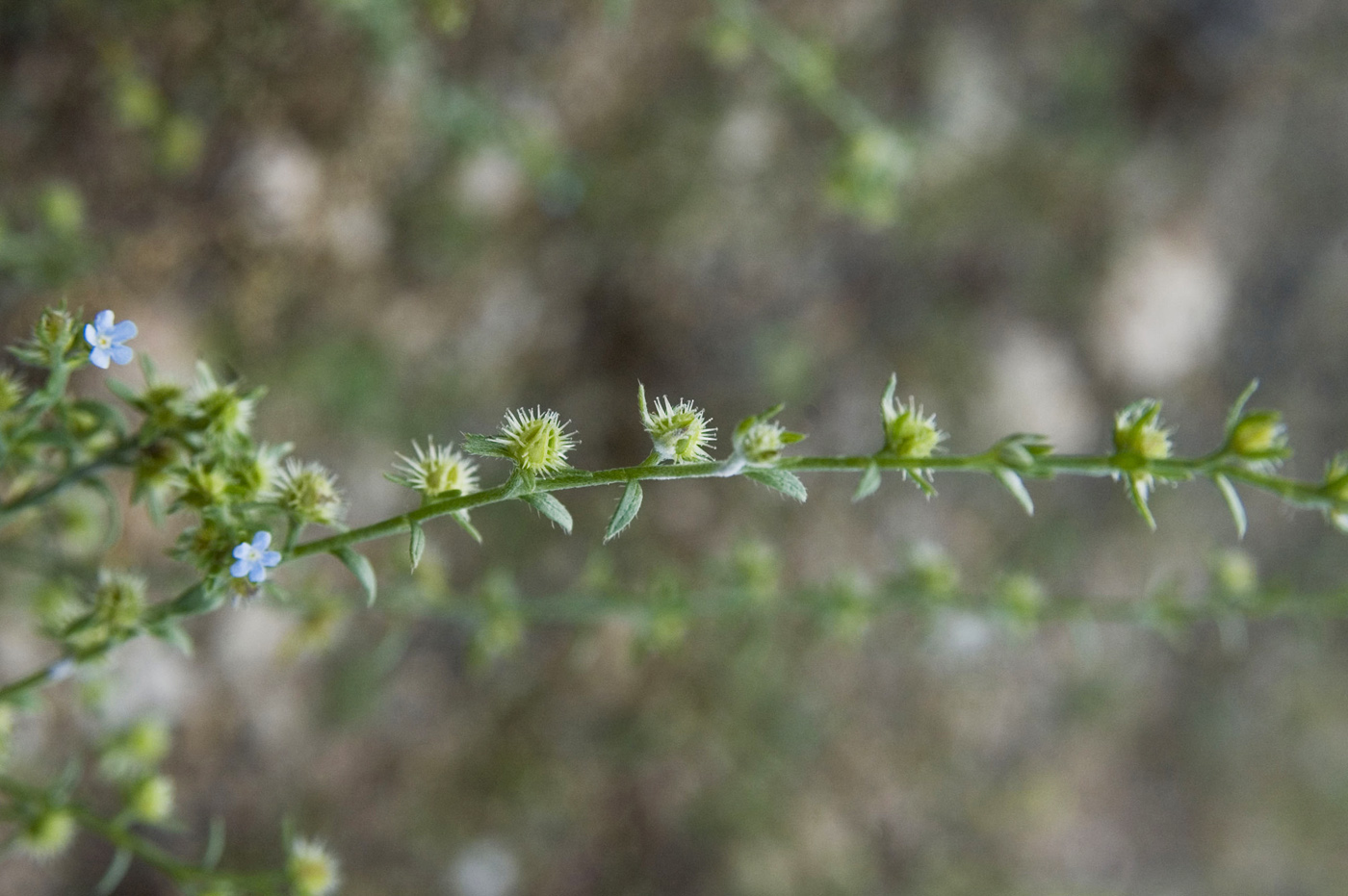 Image of Lappula squarrosa specimen.