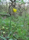 Tulipa sylvestris