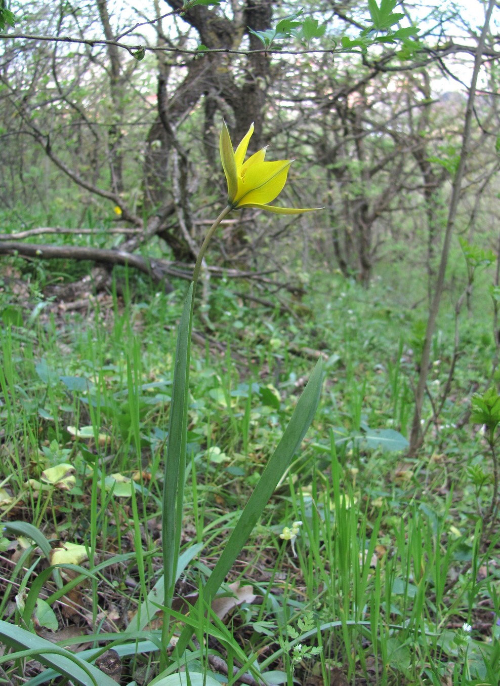 Изображение особи Tulipa sylvestris.