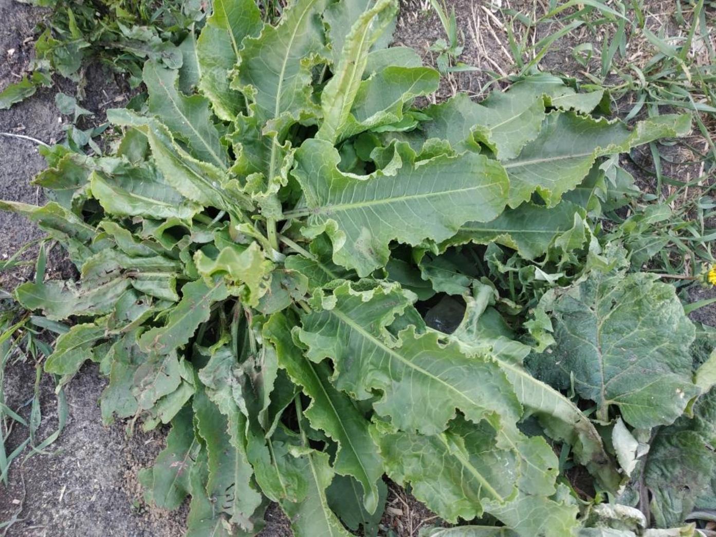 Image of genus Rumex specimen.