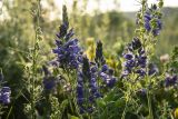 Veronica teucrium