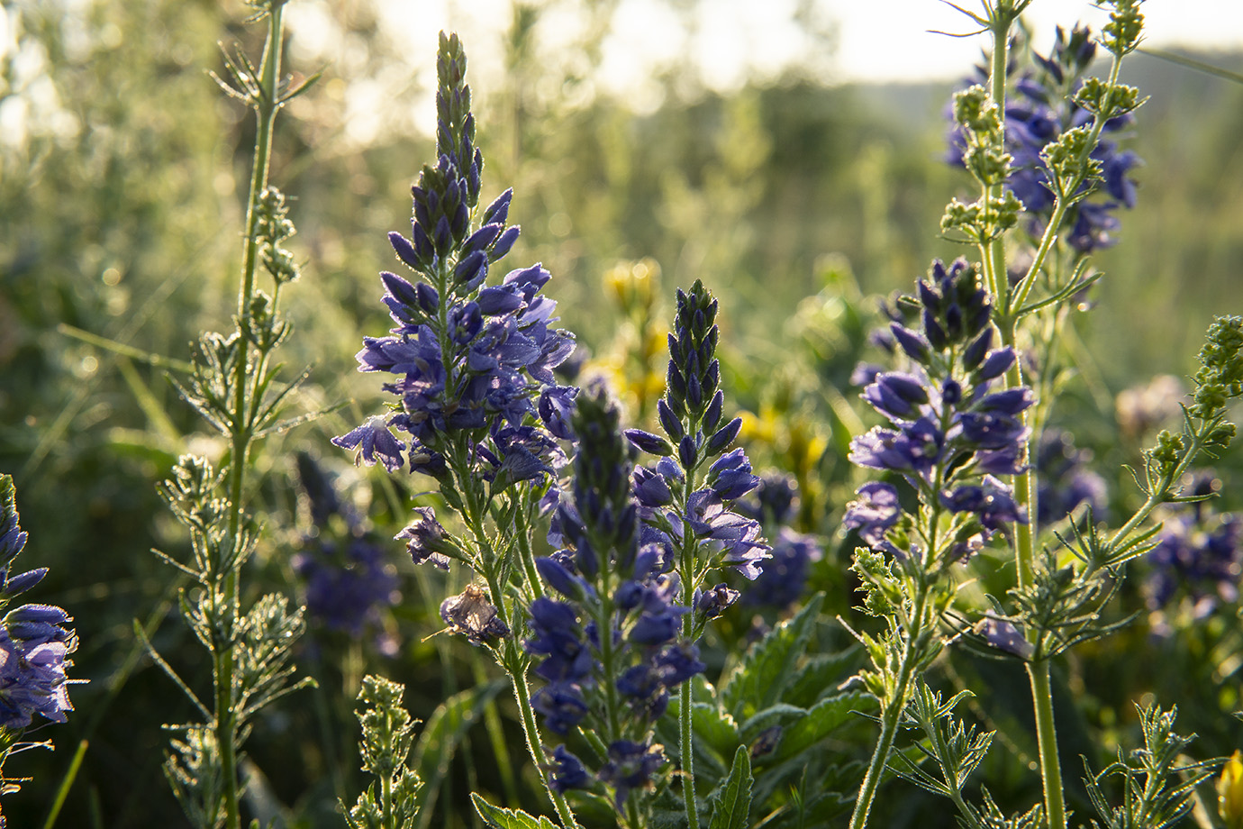 Изображение особи Veronica teucrium.