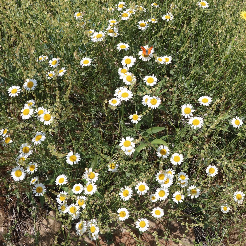 Image of genus Anthemis specimen.