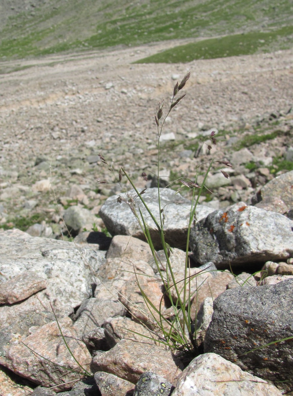 Изображение особи семейство Poaceae.