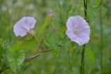 Calystegia spectabilis