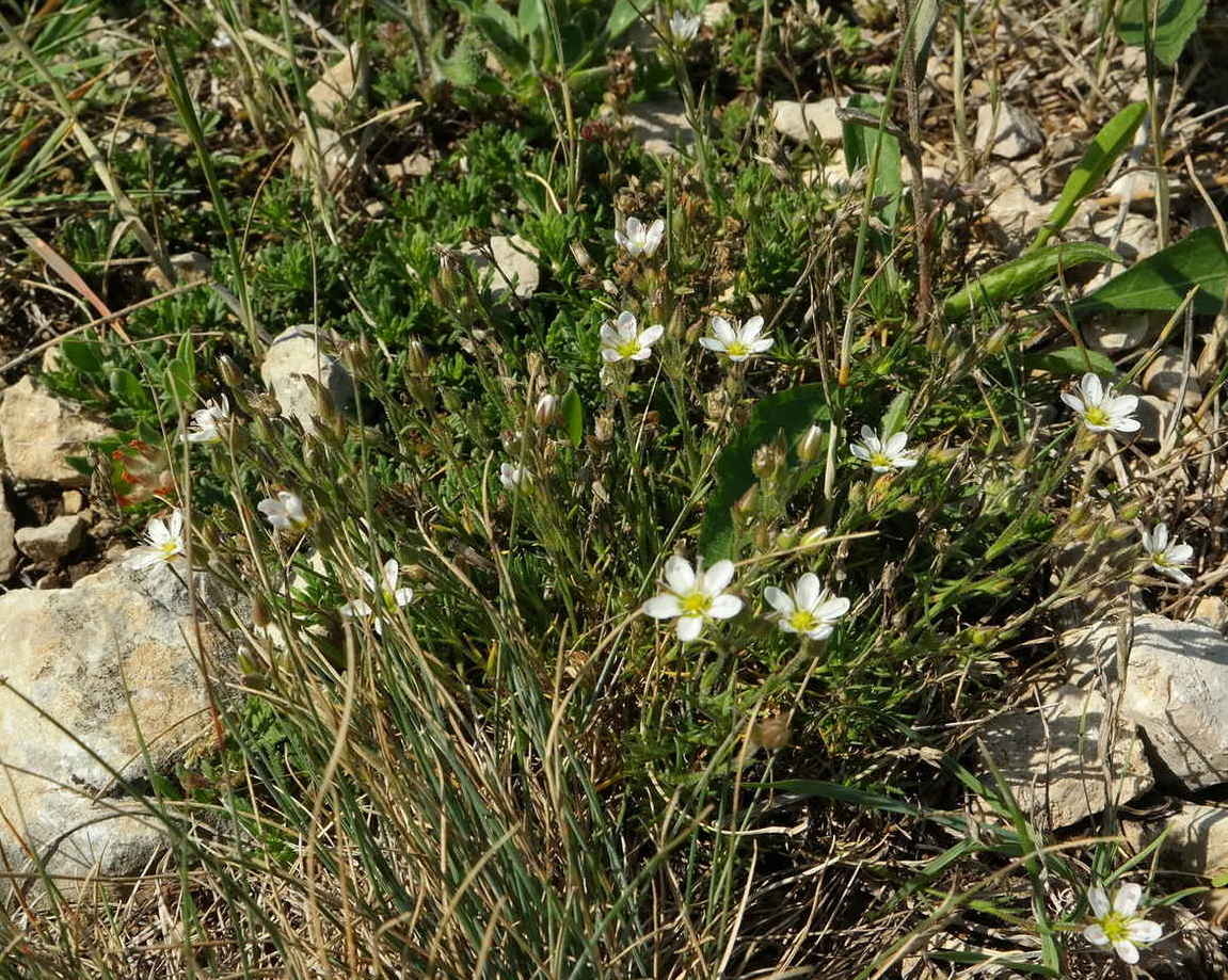 Image of Minuartia hirsuta specimen.