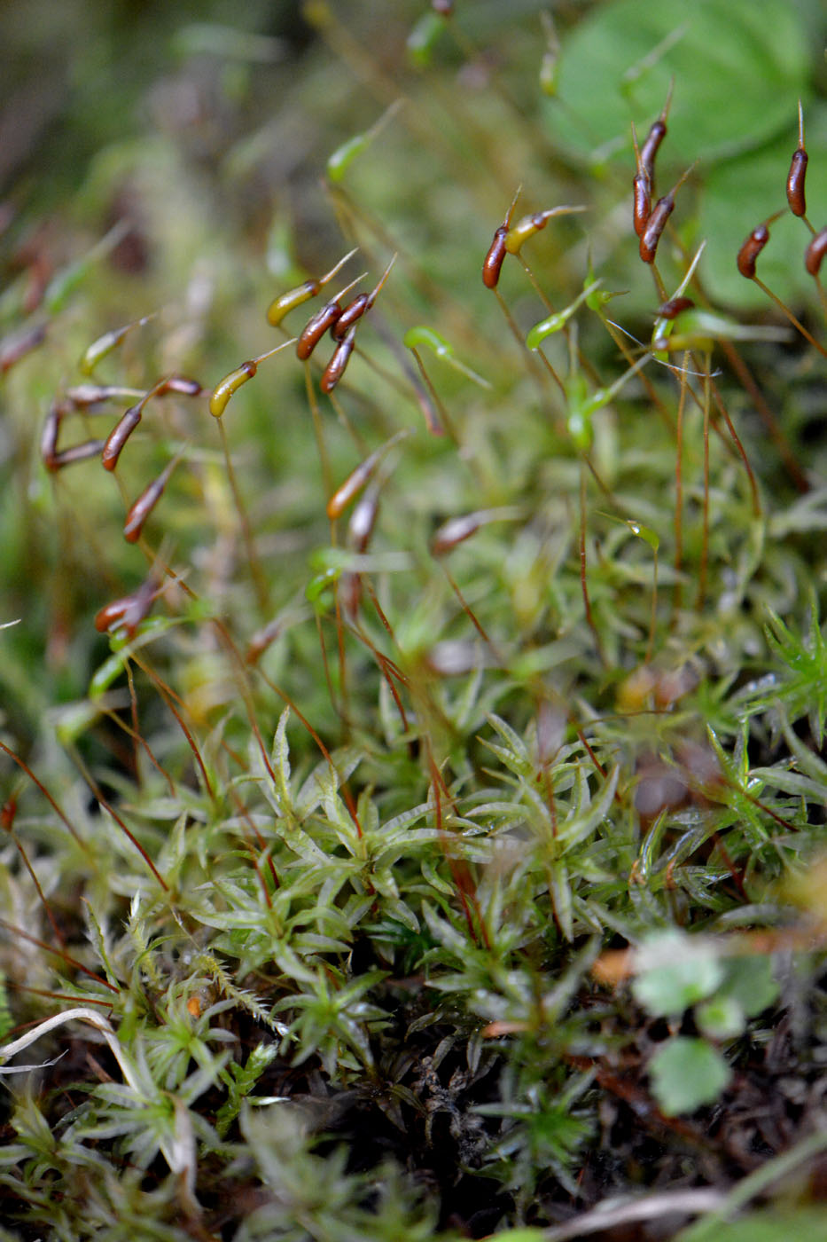 Image of Atrichum undulatum specimen.