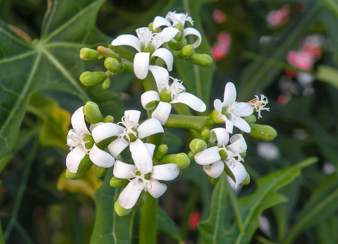 Изображение особи Cnidoscolus aconitifolius.