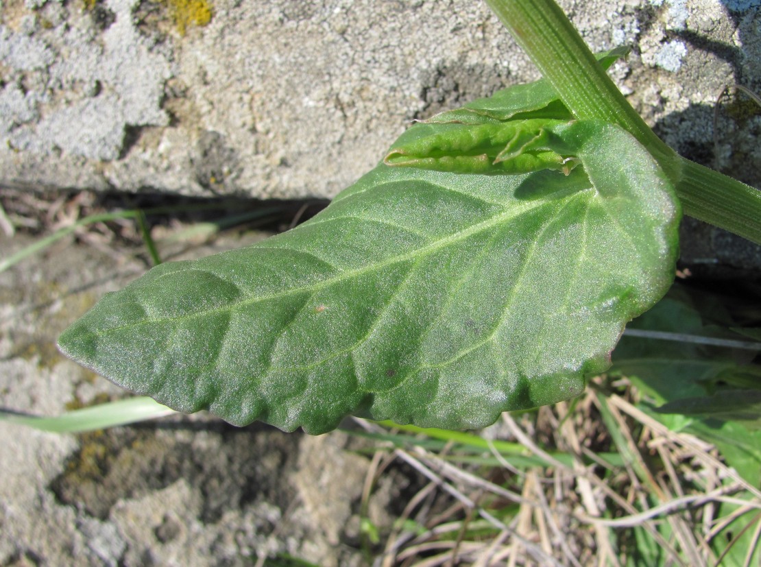 Image of Rumex acetosa specimen.